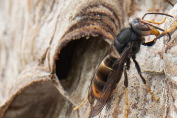 Sie tötet im Flug: So sagt NRW der Killer-Hornisse aus Asien jetzt den Kampf an