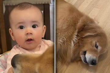 Baby regt sich über Golden Retriever auf: Was Mutter dann findet, kann sie kaum glauben