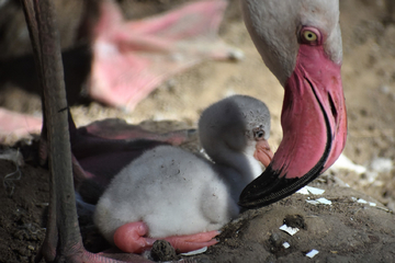 Rosa Freude: Magdeburger Zoo vermeldet Flamingo-Nachwuchs