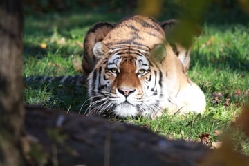 Chemnitz: Abschied von Besucherliebling Wolodja: Chemnitzer Tiger zieht in die Niederlande
