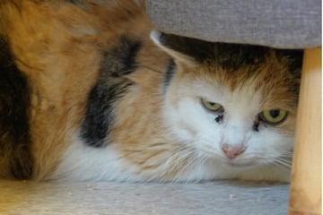 Ihr Herz zu gewinnen ist schwer: Darum benötigt Patchy besondere Menschen