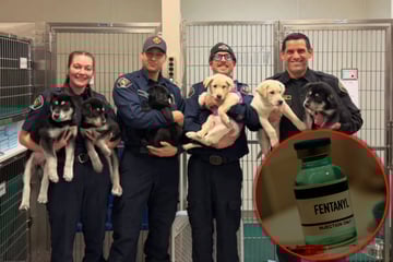 Dramatischer Moment auf Feuerwache: Sechs Hundewelpen erleiden Fentanyl-Überdosis