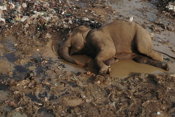 Elefanten sterben an Plastik von einer großen Mülldeponie