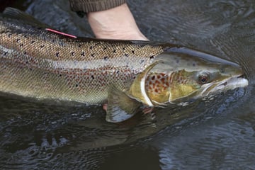 Der König der Fische: Erster Lachs nach Sachsen zurückgekehrt - mit Verspätung!