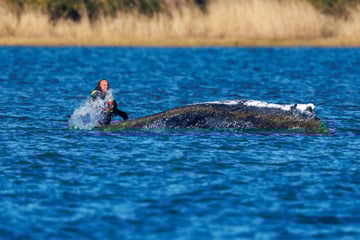 Buckelwal "Timmy" sorgt für steigende Nachfrage nach Kinderbüchern