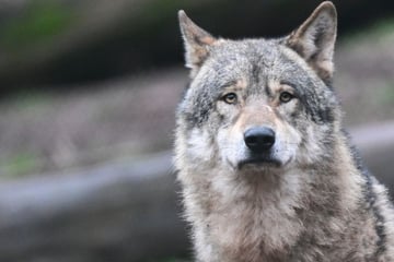 Wölfe: Erster Abschuss seit 180 Jahren: Spezialjäger sollen Wolf im Schwarzwald töten