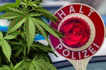 Erzgebirge: Verkehrskontrolle führt Polizei zu Mini-Cannabis-Plantage