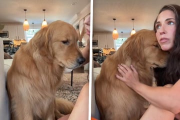 Golden Retriever bricht allen die Herzen: Doch warum ist er so traurig?