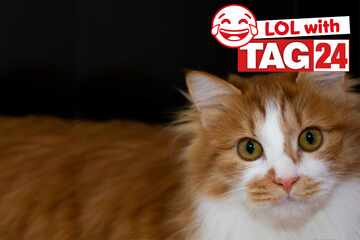 Joke of the Day for May 4, 2024: Get your funny on for Caturday