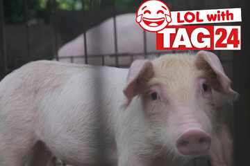 Joke of the Night for January 21, 2026: A piggy funny to make you smile