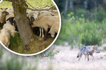 Wölfe: Für mehr Schutz von Weidetieren: NRW vergrößert Wolfsgebiet