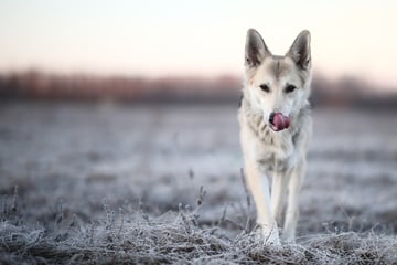 Entscheidungs-Schwierigkeiten? So schön ist der Husky-Schäferhund-Mix