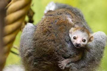 Damit hat keiner gerechnet! Süße Baby-Überraschung im Dresdner Zoo