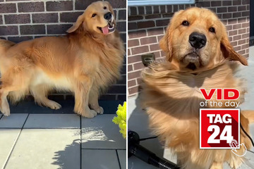 viral videos: Viral Video of the Day for March 23, 2023: Dog of all trades