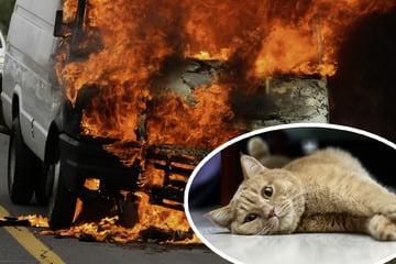 Wohnmobil brennt plötzlich lichterloh: Mann rettet Katze aus den Flammen