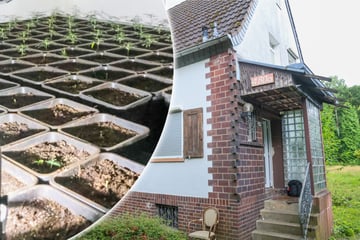 Frau entdeckt bei Hauskauf Cannabis-Plantage