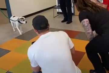 Hund taucht nach elf Jahren wieder auf: So enttäuschend reagiert er auf seine alte Familie