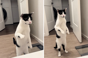 Frau legt sich in Badewanne: Was ihre Katze dann tut, sorgt für mächtig Gelächter