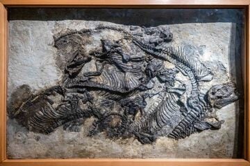 Chemnitz: Ein Urzeit-Schatz für Chemnitz: Saurierplatte zieht ins Naturkundemuseum