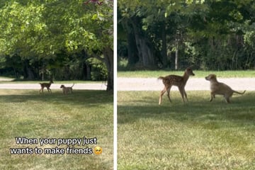 Golden Retriever puppy befriends baby deer in touching viral moment