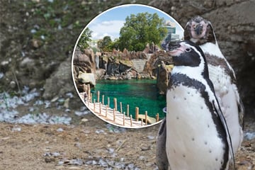 "Der steigt ab nach Leipzig!" 13 bayrische Pinguine wechseln in sächsischen Zoo