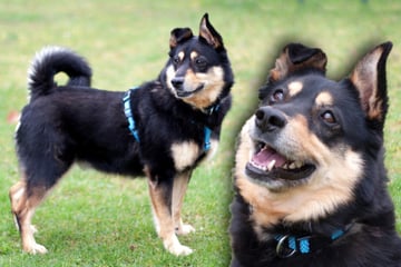 Kleiner Hund sucht großes Herz: "Ricky ist ein Original"