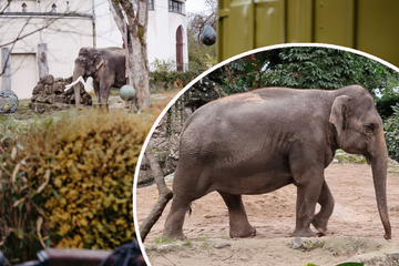 Nach 28 Jahren Trennung! Elefant Panang wieder mit Mutter vereint