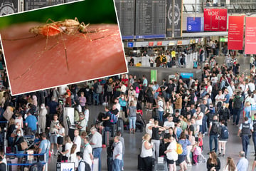 Frankfurt: Frau am Frankfurter Flughafen mit Malaria infiziert! Kam Mücke im Flugzeug nach Deutschland?