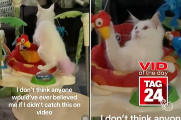 viral videos: Viral Video of the Day for November 7, 2024: Cat takes over toddler's toy-filled bouncer!