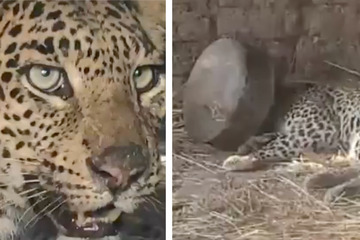 Leopard steckt übel in der Klemme: Diese Bilder sind schockierend!