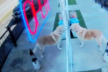 Hündin büxt von zu Hause aus: Wo sie hinrennt, überrumpelt alle