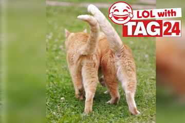 Joke of the Day for May 17, 2025: A pawesome cat joke to laugh on Caturday