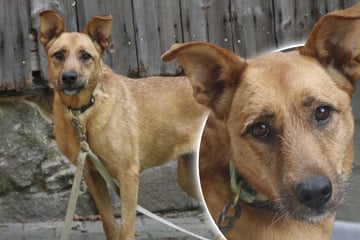 Jahrelang im Tierheim: Wer schenkt Exa endlich ein Zuhause?