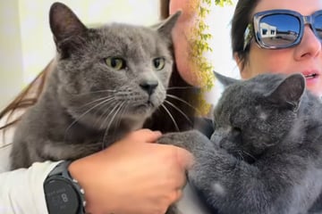Frau sieht, wie Katze überfahren wird - Tage später bekommt sie einen unerwarteten Anruf