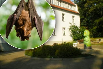 Kinder in Gefahr: Fledermaus mit Tollwut tot in Kita entdeckt