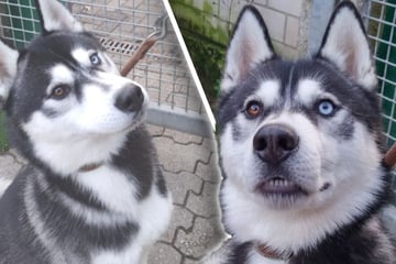 Junger Husky kommt nach Schicksalsschlag ins Tierheim: Win ist erst ein Jahr alt