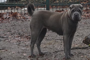 Gerettet, doch noch immer kein Zuhause: Wer verliebt sich in Hündin Mei?