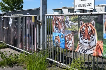Leipzig: Nach Ausbruch von Tiger Sandokan: Ungewisse Zukunft für Raubkatzen der "Tiger-Queen"