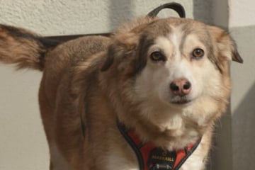 Tragisches Ereignis trennt Hündin von Herrchen: Gibt es noch ein Happy End für Sandy?