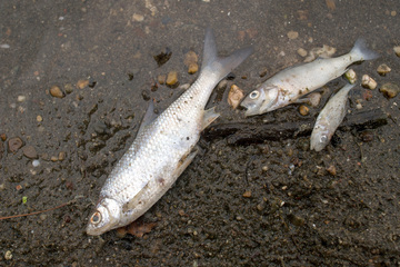 Desinfektionsmittel in Bach gelaufen: Wer ist für das Fischsterben verantwortlich?