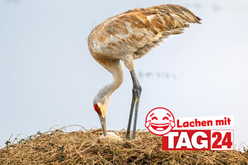 Witz des Tages vom 25.10.2024 - Täglich lachen mit TAG24