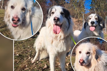 Sie kennen kein normales zu Hause: Diese flauschigen Vierbeiner hoffen auf den Neustart