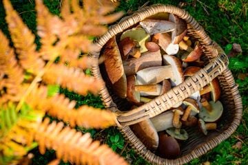 Pilze in Bayern: Sammler starten mit magerer Saison