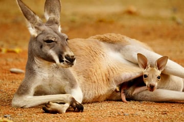 Süßer Nachwuchs auf der Australien-Wiese: Kleine Kängurus wagen erste Ausflüge
