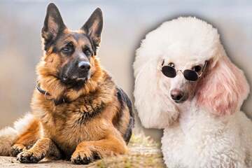 Shepadoodle: Everything you need to know about the German-shepherd-poodle mix