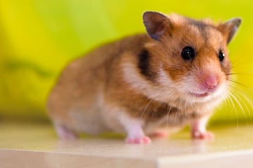 Hamster legen Flugzeug lahm: 132 Nagern gelingt Flucht aus ihren Transportboxen