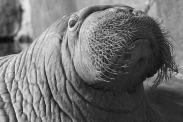 Tierpark Hagenbeck trauert: Walross Odin stirbt auf tragische Weise