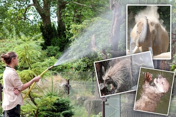 Was für eine Affenhitze! So kühlen sich Dresdens Zoo-Bewohner ab