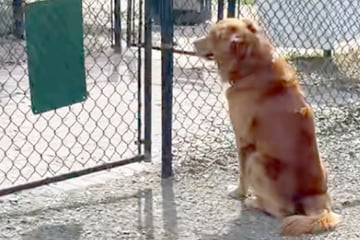 Golden Retriever ist ganz allein im Hundepark: Seine Reaktion bricht alle Herzen