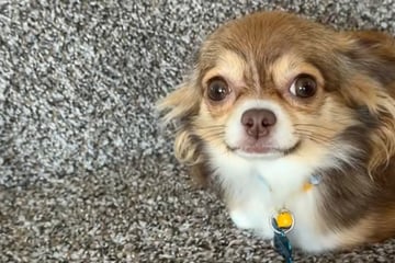 Frau übernimmt Chihuahua von altem Besitzer: Was das Tier dann tut, sticht ihr sofort ins Auge